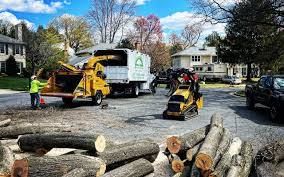Best Tree Risk Assessment  in South Williamsport, PA