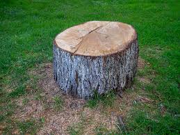 Tree and Shrub Care in South Williamsport, PA