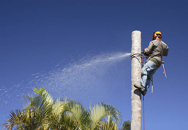 Best Tree Mulching  in South Williamsport, PA