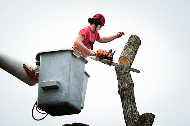 Best Leaf Removal  in South Williamsport, PA