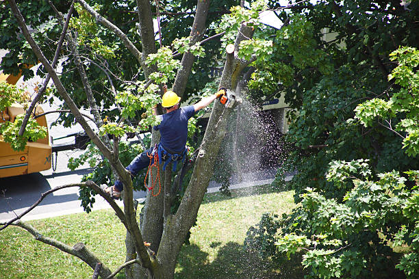 How Our Tree Care Process Works  in  South Williamsport, PA