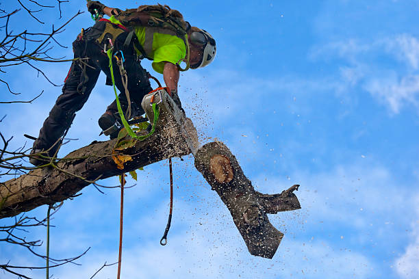 Best Root Management and Removal  in South Williamsport, PA